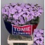 product/img.floraplaza.nl/130511-80-LIVE_fotos-0xEA2B60BD6D6259BA4F990BB3194D1F557FB329C3.jpg