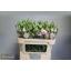 product/img.floraplaza.nl/130516-LIVE_fotos-0xBBD25E81AD6252A5620DF14A59D2C5B8BE3234EC.jpg