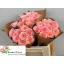 product/img.floraplaza.nl/130544-40-LIVE_fotos-0xA9D2F57175EB79BB4EF6A801EDED908F58ABDDB4.jpg