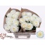 product/img.floraplaza.nl/130545-50-LIVE_fotos-0x4297EB5F0B3A9661FBA74D6892AFACB3956C9175.jpg