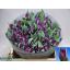 product/img.floraplaza.nl/130591-LIVE_fotos-0xF4AC8115D517433CBBA40B73A4D55371D0E27493.jpg