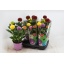 product/img.floraplaza.nl/130622-14-LIVE_fotos-0x34A5FA05EC88AA782F04CCE3D517E4E4F7C9BC55.jpg
