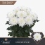 product/img.floraplaza.nl/130670-LIVE_fotos-0x0F11A6B2AFA40CA1B693AA3E62A79E49456C8F54.jpg