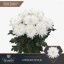 product/img.floraplaza.nl/130670-LIVE_fotos-0x80C7916C41B500CAD49127451C1BAD627605727F.jpg