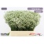 product/img.floraplaza.nl/130705-60-LIVE_fotos-0xD3583A48B0FB4DA0C64B21B57A55FE63642A87B6.jpg
