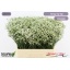 product/img.floraplaza.nl/130705-60-LIVE_fotos-0xE61C826FFE5A6AB697044D8D6552D58491FCABB3.jpg