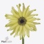 product/img.floraplaza.nl/130770-50-ART_fotos-VBN-vbn130770.jpg