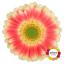 product/img.floraplaza.nl/130771-50-LIVE_fotos-0xAC35370BC879A7426B53267417B9964808375D65.jpg