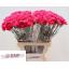 product/img.floraplaza.nl/130858-LIVE_fotos-0xA41D80C1D0B4BCE911E0CB046A3B28AA8EC13679.jpg