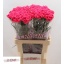 product/img.floraplaza.nl/130858-LIVE_fotos-0xC507262D43C5A744BED25CD5802D6552A30696EB.jpg