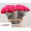 product/img.floraplaza.nl/130858-LIVE_fotos-0xF8AF459B309E387110A9E783495354AE0DF3D003.jpg