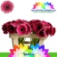 product/img.floraplaza.nl/130860-50-LIVE_fotos-0xEBC4AC9867CCEE678B97CCEA8236210104993599.jpg
