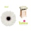 product/img.floraplaza.nl/130862-50-LIVE_fotos-0xCAD533104685CFCA513A87FB894101BFB328B3A1.jpg
