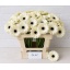 product/img.floraplaza.nl/130862-50-LIVE_fotos-0xF00A0E1C2F6B023B444DB26713C3EE07C48C899C.jpg