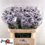 product/img.floraplaza.nl/130871-70-LIVE_fotos-0xC6F7EC0DA0873BE611710DAF68DC370039BFC3E9.jpg