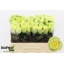 product/img.floraplaza.nl/130880-50-LIVE_fotos-0x51630C14158D9039148E8FDA41FB973CD92D5BE3.jpg