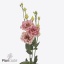 product/img.floraplaza.nl/130895-ART_fotos-VBN-vbn130895.jpg