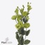 product/img.floraplaza.nl/130959-70-ART_fotos-VBN-vbn130959.jpg