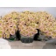 product/img.floraplaza.nl/130966-55-LIVE_fotos-0xD8D64C5B1BED231A93CC7DE28D8379C7C678D159.jpg