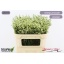 product/img.floraplaza.nl/130998-70-LIVE_fotos-0xD0D526E9EE1A2AE5FB2475BE54FC4F473FEA2E18.jpg