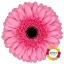 product/img.floraplaza.nl/131002-50-LIVE_fotos-0xBFBD355D6A6303A535E920B9A1CCE8D78B91B68D.jpg
