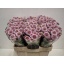 product/img.floraplaza.nl/131009-55-LIVE_fotos-0x2F0739852EBCF1E8AD4C9FAE2D6722DEA5D0425B.jpg