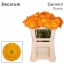 product/img.floraplaza.nl/131107-50-LIVE_fotos-0xBBA1F182DE82627A959D03EA08817CD8C0C6DDDE.jpg