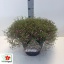 product/img.floraplaza.nl/13113-LIVE_fotos-0x1EE851FC2273694152A2A94CAFA2A02A980E39CC.jpg