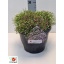 product/img.floraplaza.nl/13113-LIVE_fotos-0x4B0FCC4A67BF7F36A969072EE823C8E1C019B151.jpg