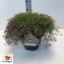 product/img.floraplaza.nl/13113-LIVE_fotos-0xBFCDB609C63AE26E722CDAD3579E5406B7D59B71.jpg