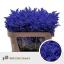 product/img.floraplaza.nl/13116-70-LIVE_fotos-0xFABD7135C57160693460DD661F16DE15116743AA.jpg