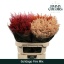 product/img.floraplaza.nl/13116-75-LIVE_fotos-0xEBD0F42804C11647CAD1FE8F771E6DECA8E13985.jpg