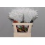 product/img.floraplaza.nl/13116-80-ASSORTI_fotos-Multi Color Flowers-solidago wit.JPG