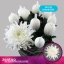 product/img.floraplaza.nl/131224-LIVE_fotos-0x83BE64DD318EA9D3D126B8987AC7F57122B211D8.jpg