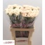 product/img.floraplaza.nl/131227-LIVE_fotos-0x92AFD9A5C850A5A8EFFACD2F5DF10EFE768E7C27.jpg