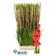product/img.floraplaza.nl/131232-LIVE_fotos-0xD6864D71543D67C520543FFD9B637589DA830F7D.jpg