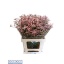 product/img.floraplaza.nl/131263-70-LIVE_fotos-0x9E9B19A85AFF3BD45B2BEF393D3FE2CED3DF6414.jpg