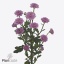 product/img.floraplaza.nl/131269-55-ART_fotos-VBN-vbn131269.jpg