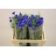 product/img.floraplaza.nl/1313-55-LIVE_fotos-0x0EF370670A6CD7C07D9EE246586EF47D63A5CD05.jpg