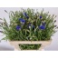 product/img.floraplaza.nl/1313-55-LIVE_fotos-0x3A9A0DF514ED6078772A7598CF4DB227DB62D89B.jpg