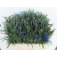 product/img.floraplaza.nl/1313-55-LIVE_fotos-0xE6ECE7427B5565EA0E76CB365EB12400CC359340.jpg