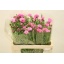 product/img.floraplaza.nl/1313-55-LIVE_fotos-0xF10027458C917EDC9858740DFBD5965791AB91BD.jpg