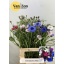 product/img.floraplaza.nl/1313-65-LIVE_fotos-0x80C05C2812BCD455592C95B116C539FB77422FB2.jpg