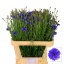 product/img.floraplaza.nl/1313-80-LIVE_fotos-0xA252FDD24F89C6304F32872E8B145BBCA520D728.jpg