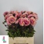 product/img.floraplaza.nl/131325-60-LIVE_fotos-0xE1B01E0A0E98A1D9CD31FB7E1BBD76A43390F2BF.jpg
