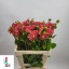 product/img.floraplaza.nl/131326-55-LIVE_fotos-0x15B8C251E5B819B08ADF2A71A249FA42FF9163B7.jpg