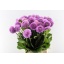 product/img.floraplaza.nl/131327-55-LIVE_fotos-0x944AB625078D8F5AE94DFC355F0AE525DF103AC7.jpg