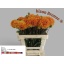 product/img.floraplaza.nl/131386-55-LIVE_fotos-0x3FC152CDCD7A983A0A288102C0CFF9133C2B00E2.jpg