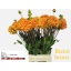 product/img.floraplaza.nl/131386-55-LIVE_fotos-0xB4A17104699E42984124114A0DAFBB4237C303DA.jpg