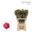 product/img.floraplaza.nl/131401-60-ASSORTI_fotos-MVA-Astronova 60 Libra.jpg